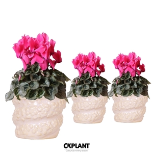 Cyclamen Rembrandt pink in Octopus pot