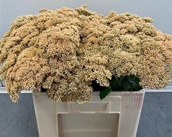 <h4>Sedum Klb Apricot</h4>