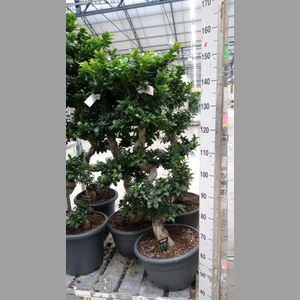 Ficus microcarpa 'Ginseng'