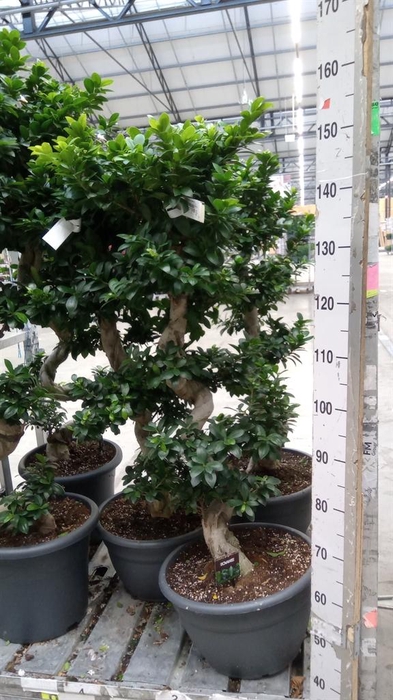 <h4>Ficus microcarpa 'Ginseng'</h4>