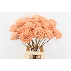 Stick Shola Zinnia Ø12 Salmon