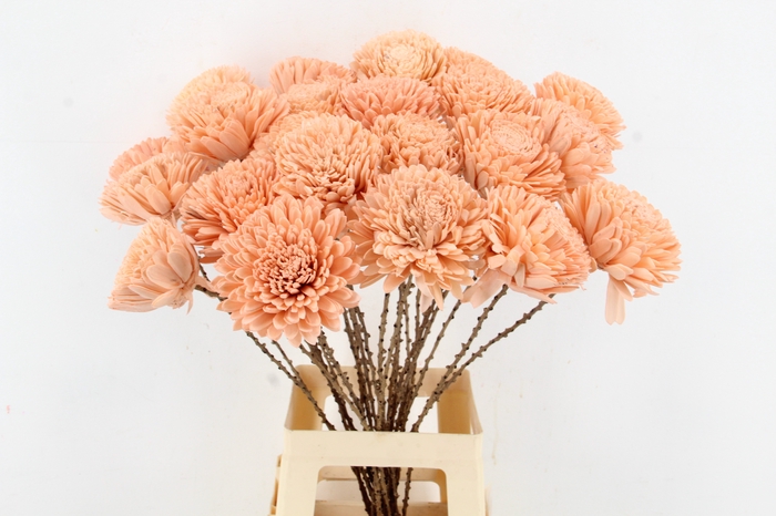 <h4>Stick Shola Zinnia Ø12 Salmon</h4>