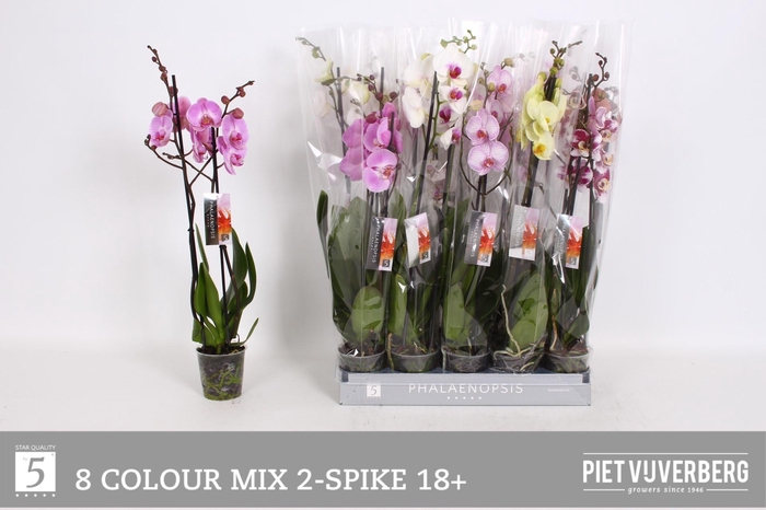 <h4>PHAL GEM 8 KL</h4>