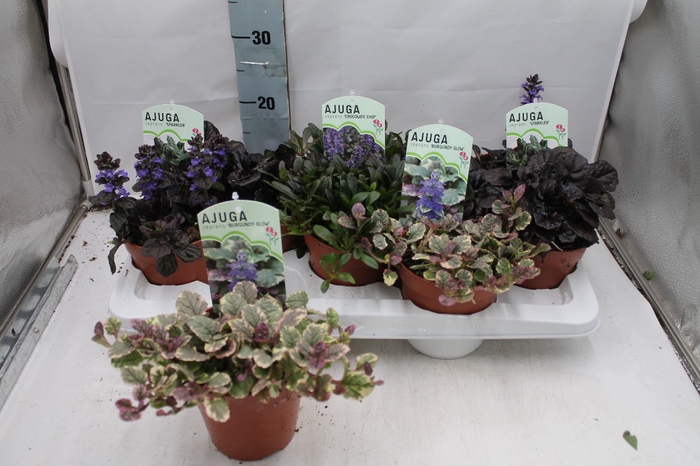 AJUGA REPT