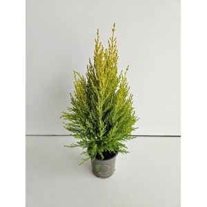 Cupressus Ma Goldc Wilma