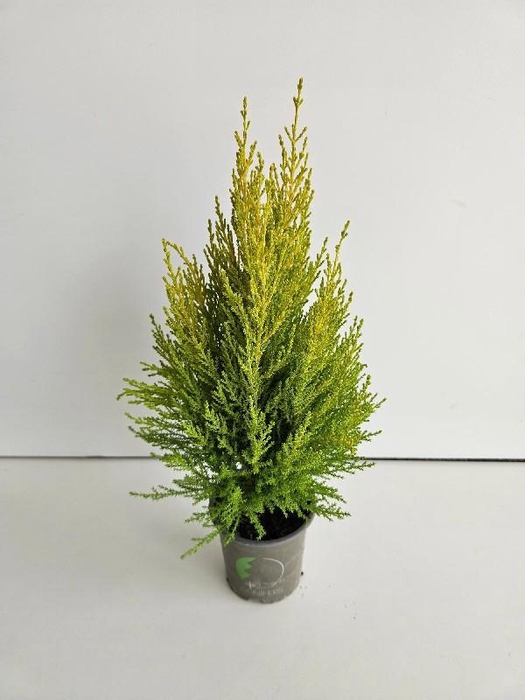 <h4>Cupressus Ma Goldc Wilma</h4>