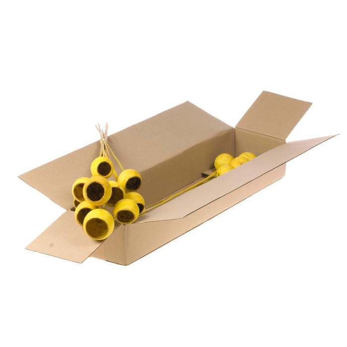 <h4>Bell Cup O/s 10pc Sb Yellow</h4>