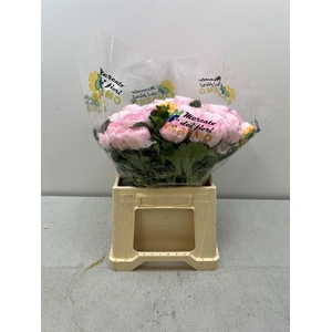 RAN CLONI EXTRA LADY