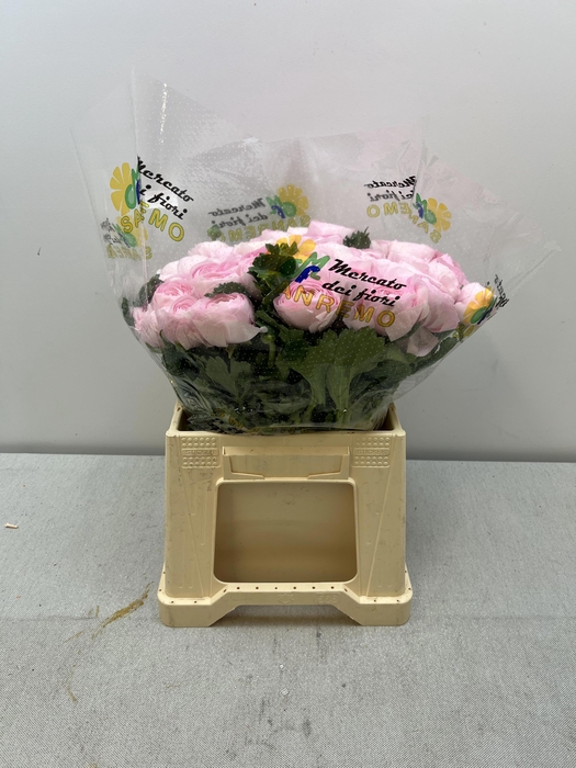 <h4>RAN CLONI EXTRA LADY</h4>