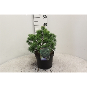 Pinus mugo 'Mops' P23 potgekweekt