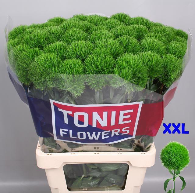 <h4>DI BARB GREEN WICKY</h4>