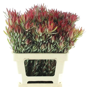 LEUCAD SAL BLUSH