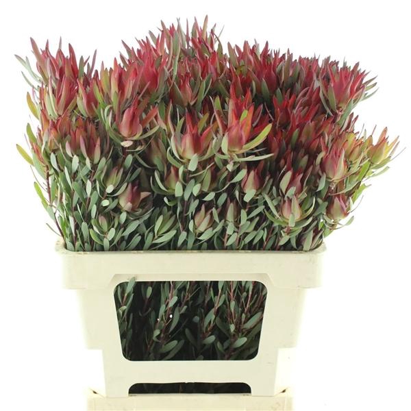 <h4>LEUCAD SAL BLUSH</h4>