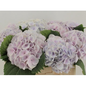 HYDR M MY PINKTOU RZ