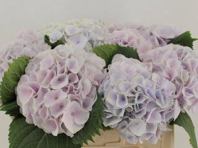 <h4>HYDR M MY PINKTOU RZ</h4>