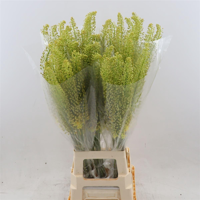 <h4>Eremurus stenophyllus</h4>