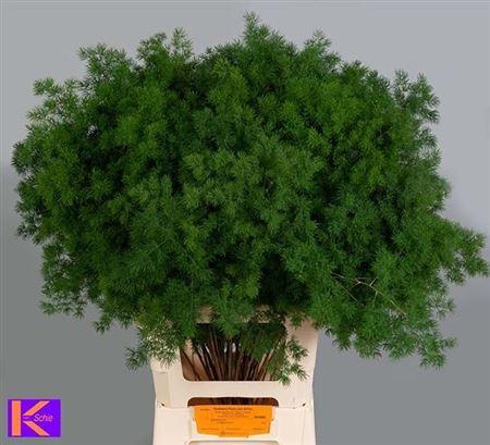 <h4>Asparagus Umbellatus</h4>