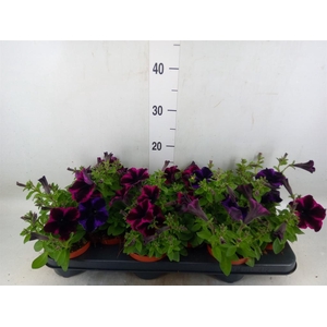 Petunia  'Sweetunia Johnny Flame'
