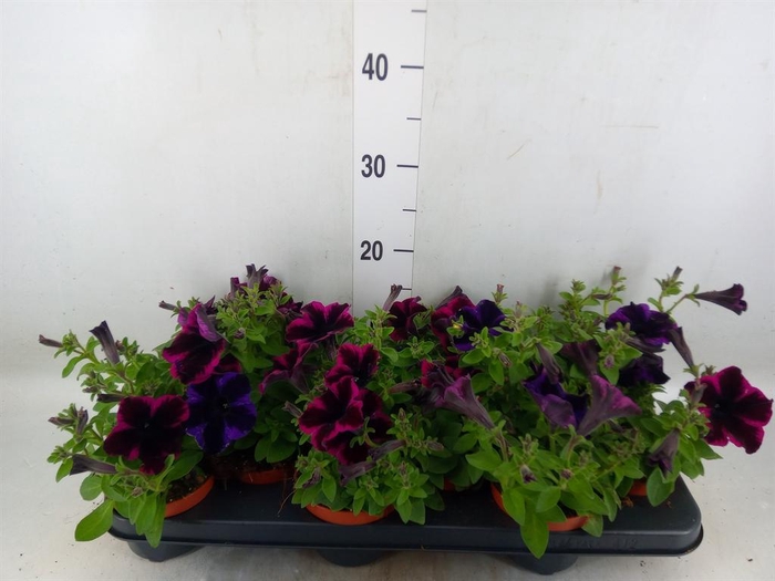 <h4>Petunia  'Sweetunia Johnny Flame'</h4>