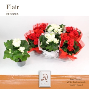 Begonia Roma Mix P14 Dolc'Amore® Organza Hoes