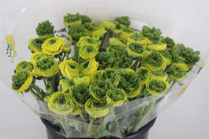 <h4>Ran Cloni Ex Lemon</h4>