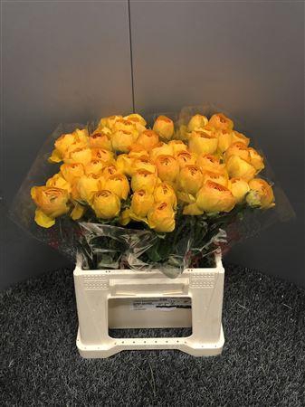 <h4>Ran Suc Ex Lollipop Bi-color</h4>