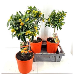 Citr Margarita 15-20 Fruits