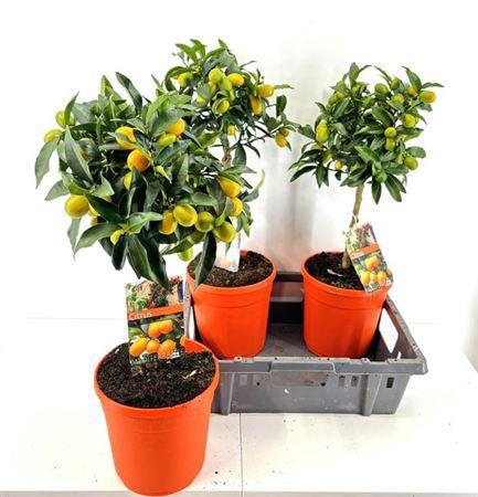 <h4>Citr Margarita 15-20 Fruits</h4>