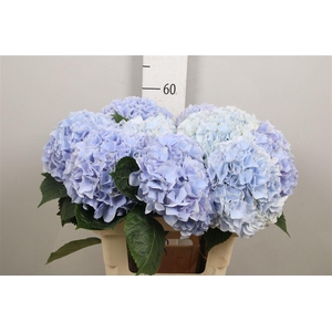 Hydr M Mag Pi Floy B