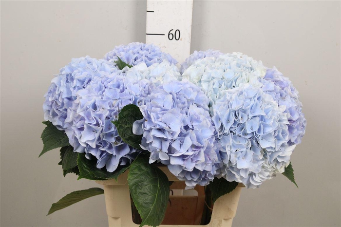 <h4>Hydr M Mag Pi Floy B</h4>