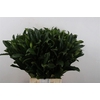 Laurier 55 Cm Per Stem