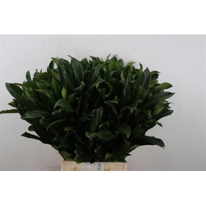 Laurier 55 Cm Per Tak