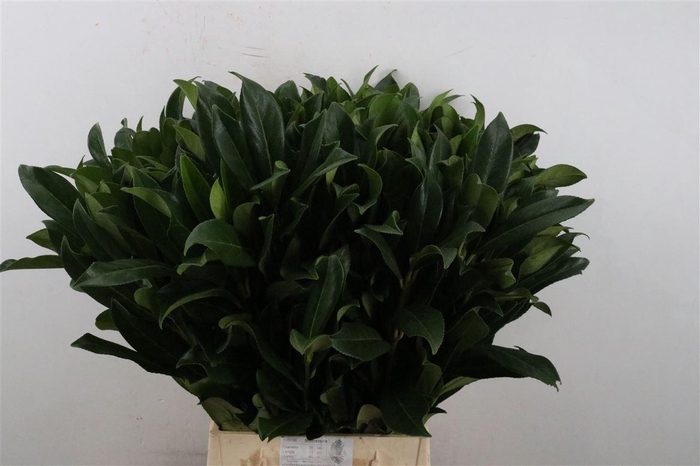 <h4>Laurier 55 Cm Per Tak</h4>