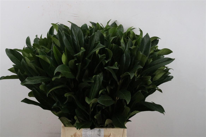 <h4>Laurier 55 Cm Per Tak</h4>