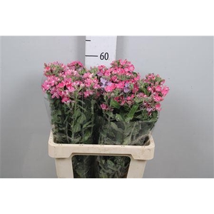 Oxypetalum coer. 'Pink Harmony'