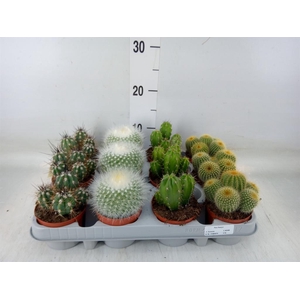 Cactus   ...mix