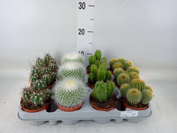 <h4>Cactus   ...mix</h4>