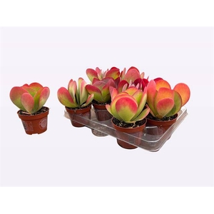 KALANCHOE THYRSIFL