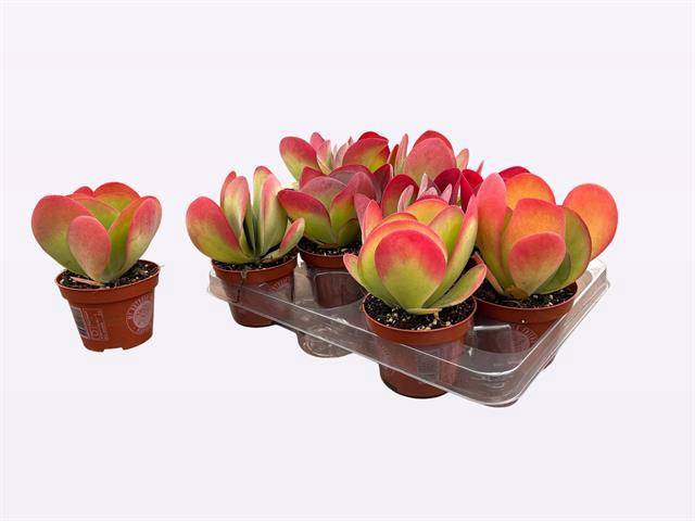 <h4>KALANCHOE THYRSIFL</h4>