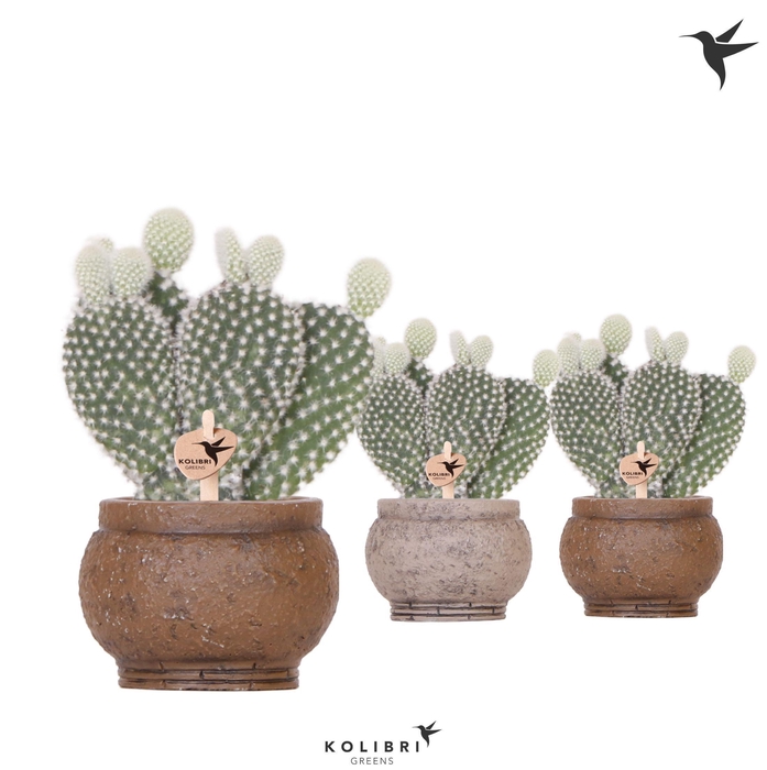 <h4>Kolibri Greens Opuntia white in Ancient pot brown</h4>
