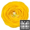 Ranunculus Yel99