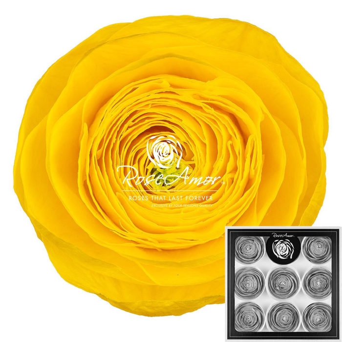 Ranunculus Yel99