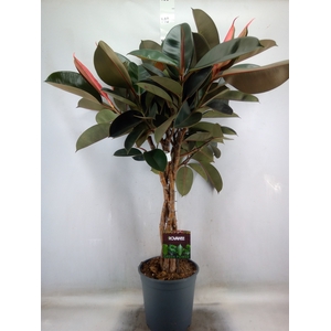 Ficus elastica 'Burgundy'