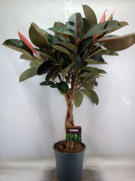 <h4>Ficus elastica 'Burgundy'</h4>
