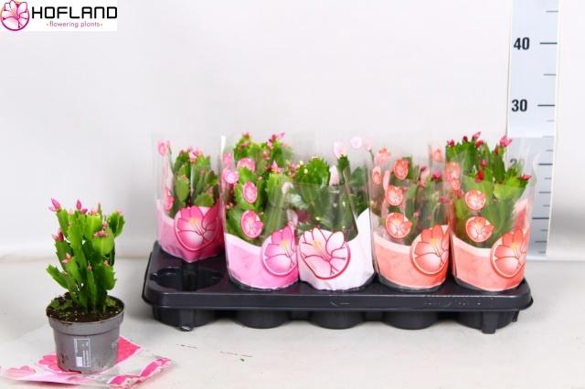 <h4>SCHLUMB GEM 3 KL</h4>