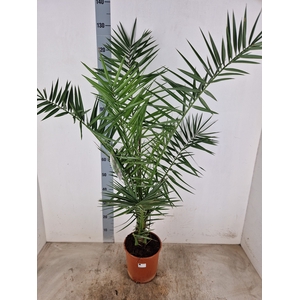 PHOENIX CANARIENSIS