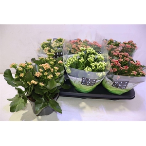 arr8 Kal Ge Gem 5 Kl