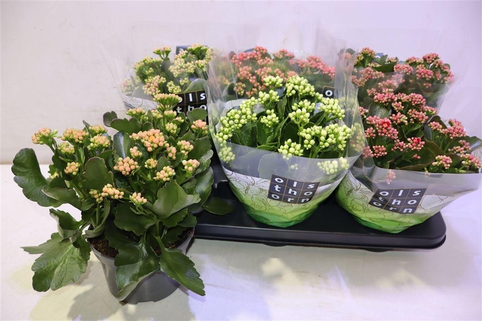 <h4>arr8 Kal Ge Gem 5 Kl</h4>