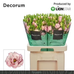 EUS G LISANNE L PINK