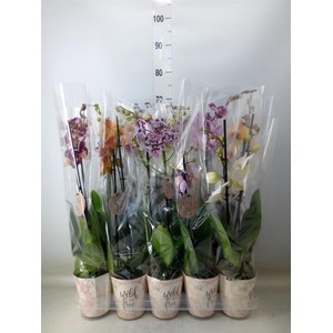 Phalaenopsis   ...mix